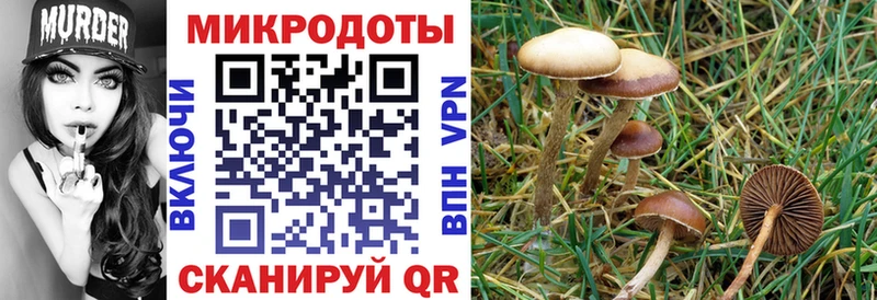 где купить   Лебедянь  Галлюциногенные грибы прущие грибы 